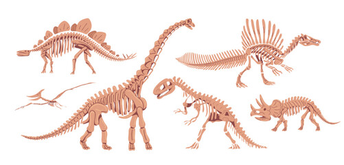 Dinosaur skeleton collection on white background © Mikhail