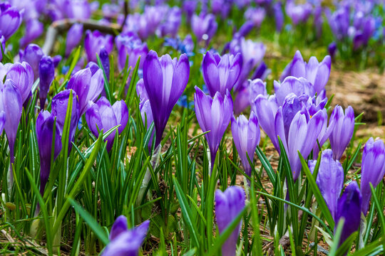 Close-up of violet crocuses in alpine meadow near Cartisoara and Valea Sambetei, Romania, with spring mountain scenery in background.