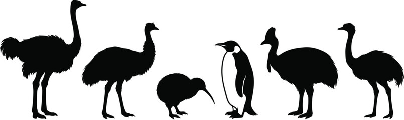 Fototapeta premium Flightless birds black silhouettes collection featuring ostrich emu kiwi penguin cassowary and rhea isolated on white background