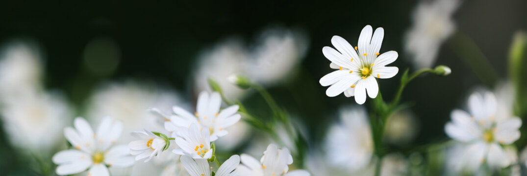 Dreamy shot of white little starwort spring flowers on dark blurred background in extra wide panoramic format