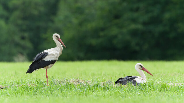 Pair of White Storks (Ciconia ciconia) Resting Together on a Meadow &ndash; Common Species in the Wild in the Czech Republic