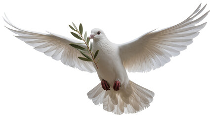 Fototapeta premium White dove with olive branch in beak, isolated on transparent background