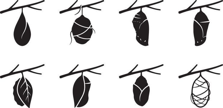 Butterfly metamorphosis stages showing chrysalis cocoons hanging from wooden branches
