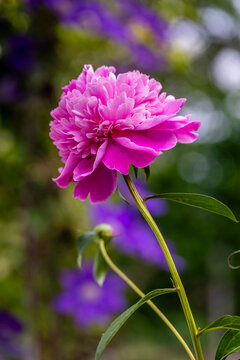 peony with purple flowers background