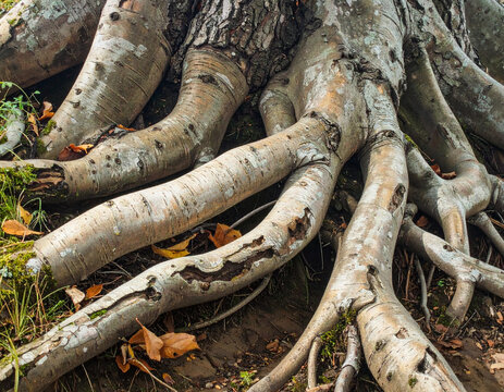 Tree roots of beech tree growing above ground