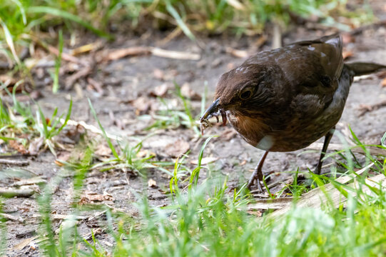 Amsel