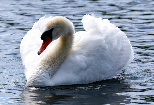 Schwan
