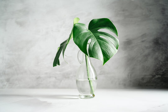 Monstera leaves in glass vase, minimalist botanical interior decor and nature concept