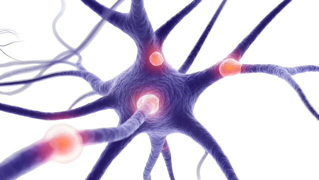 Detailed purple neuron with glowing orange nodes, isolated on transparent background