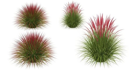 Obraz premium Set of four ornamental fountain grass plants isolated on white background