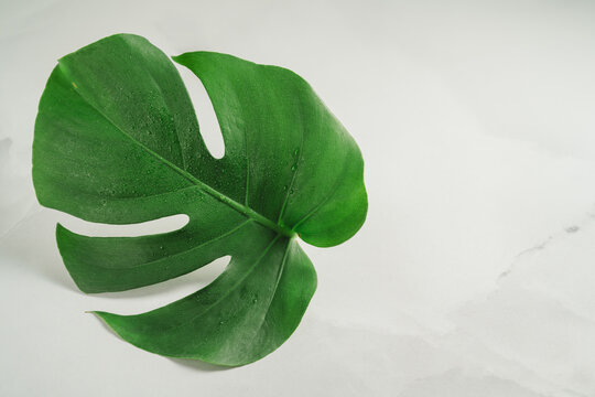 Fresh monstera foliage with water droplets, wellness and nature concept, copy space