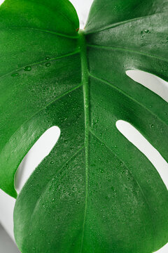 Botanical macro of monstera leaf covered in water droplets