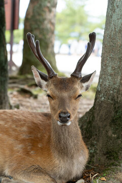 Deer in Miyajima