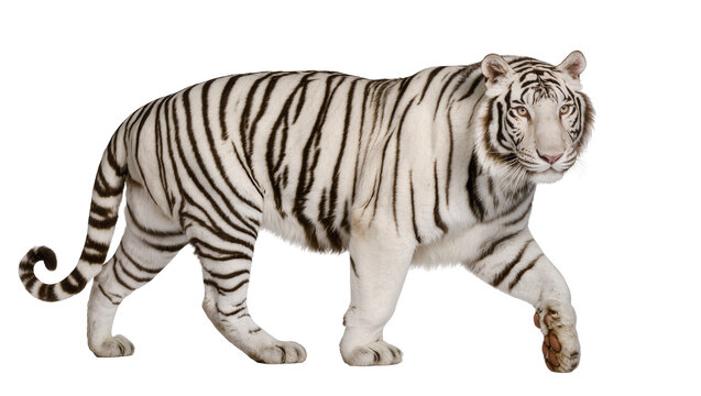 Majestic white tiger with black stripes walking, isolated on transparent background
