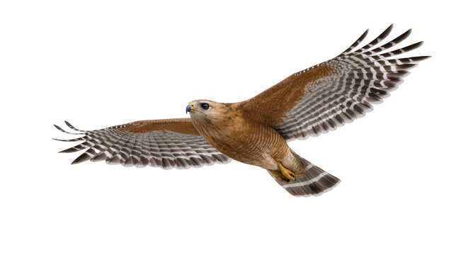 Red-shouldered hawk with brown plumage and barred wings, isolated on transparent background