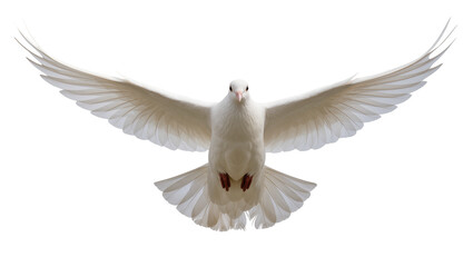White dove with wings spread wide, isolated on transparent background © Claudia