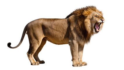 Majestic male lion roaring with open mouth, isolated on transparent background © Claudia