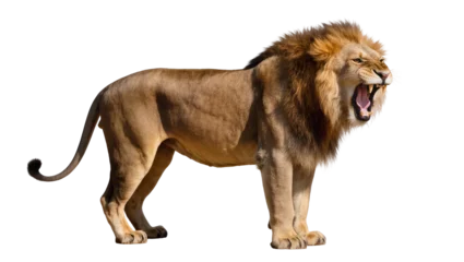 Fotobehang Leeuw Majestic male lion roaring with open mouth, isolated on transparent background  © Claudia