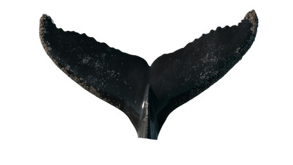 Black humpback whale fluke with textured edges, isolated on transparent background © Claudia