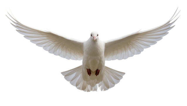 White dove with wings spread wide, isolated on transparent background