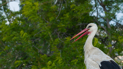 Fototapeta premium A portrait of an adult stork against a natural green background, with its red beak open as it utters its characteristic call.