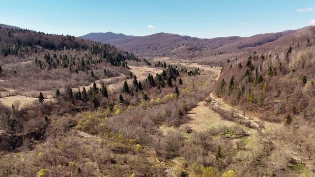 Drone flight over a mountain valley in the Carpathians in early spring at the time of flowering willows on the banks of a mountain stream. Nature of the Carpathians, valley, river, forest.