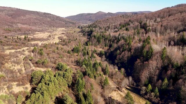 Drone flight over a mountain valley in the Carpathians in early spring at the time of flowering willows on the banks of a mountain stream. Nature of the Carpathians, valley, river, forest.