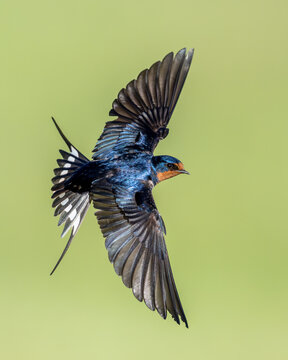 Barn Swallow (Hirundo rustica), in flight