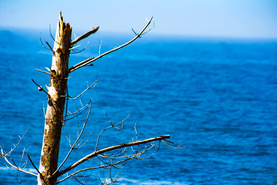 Ocean or Sea Framed by a Snag of a Tree-Ripples of Water- When You've Hit a Snag, Snag, Snagged, tree, Hitting a Snag, Frame, Border, Backdrop, Background, Branches, Branched out, Water, Sky, Horizon,