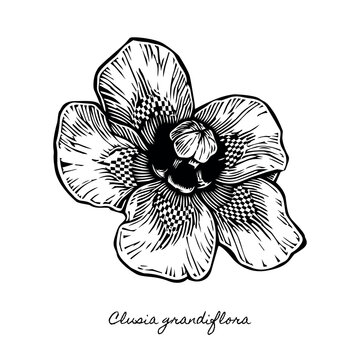 amazon rainforest traditional blossom xilogravura, clusia grandiflora apui acu woodcut, rustic monochrome brazilian flora folklore art