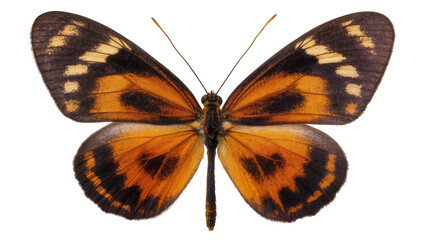 Detailed orange and black butterfly with intricate wing patterns, isolated on transparent background © TONSTOCK