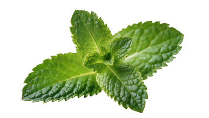 Fresh green mint leaves with serrated edges, isolated on transparent background © TONSTOCK