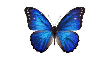 Obraz premium Vibrant blue morpho butterfly with white spots, isolated on transparent background