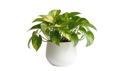 Green pothos plant with variegated leaves in a white pot, isolated on transparent background © TONSTOCK