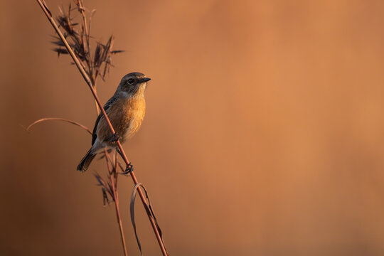 African Stonechat perched on dry grass with a soft background