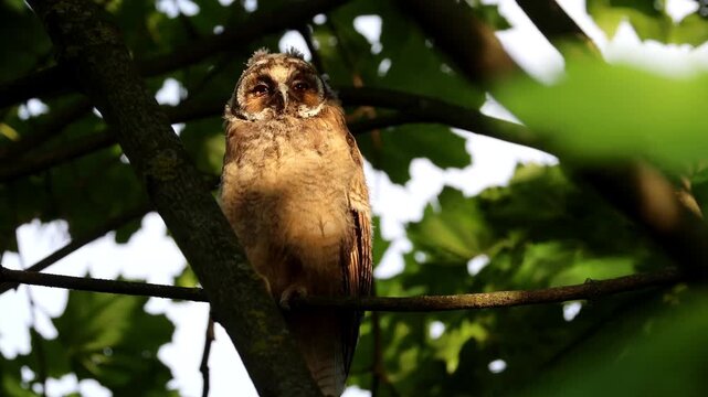Wildlife footage of a young long-eared owl (Asio otus) sitting on a maple branch. Close-up video portrait of a juvenile owl chick looking into the camera lens in summer evening light.