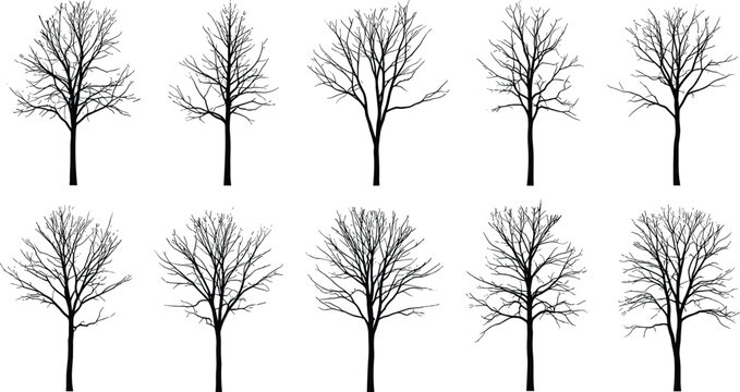 Leafless tree silhouette illustration set, winter forest artwork collection, nature vector design, botanical pattern graphic, black and white drawing