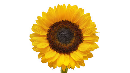 Fototapeta premium Bright yellow sunflower bloom with dark brown center, isolated on transparent background