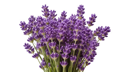 Obraz premium Bunch of fresh purple lavender flowers, isolated on transparent background