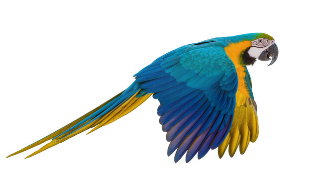 Blue and yellow macaw bird in flight, isolated on transparent background