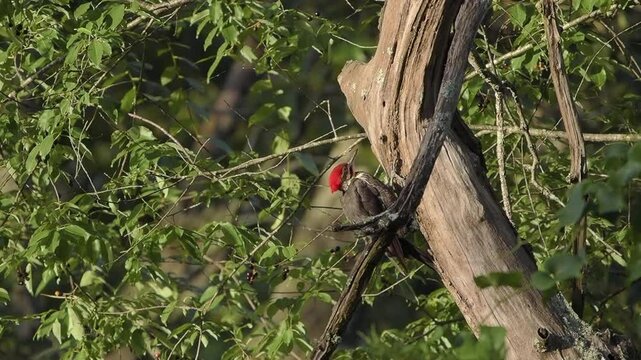 Pileated Woodpecker Calls from North Carolina Woodland