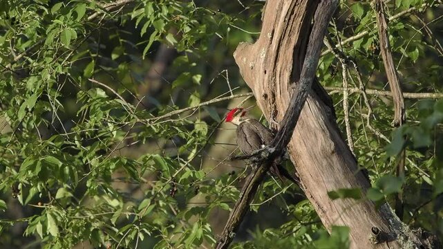Pileated Woodpecker Displays Territorial Behavior in Early Summer