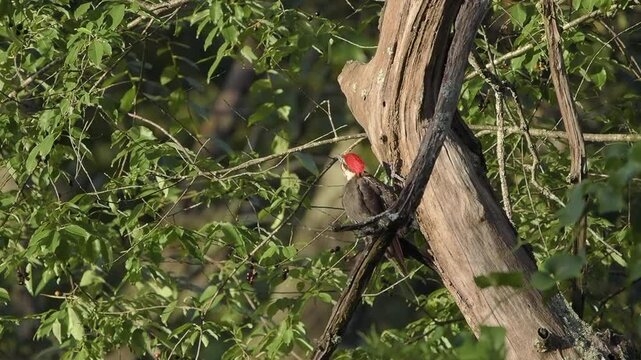 Wild Pileated Woodpecker Seen in North Carolina Forest