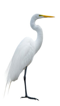 Elegant white great egret bird with long neck and yellow beak, isolated on transparent background