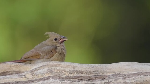 Female Cardinal Feeds on Cedar Log in North Carolina Woods