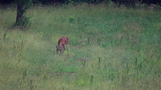 Whitetail Deer Grazes in North Carolina Field