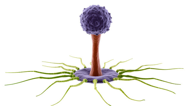 Microscopic purple sporangium with brown stalk and green rhizoids, isolated on transparent background