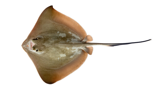 Brown stingray with long tail, isolated on transparent background