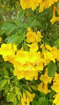 Vibrant yellow elder flowers bloom on green leafy branches in a sunny garden. spring blossom, botanical beauty, floral background.