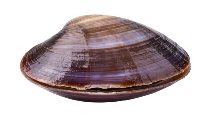 Single raw clam shell with brown and purple stripes, isolated on transparent background © AnaMaria